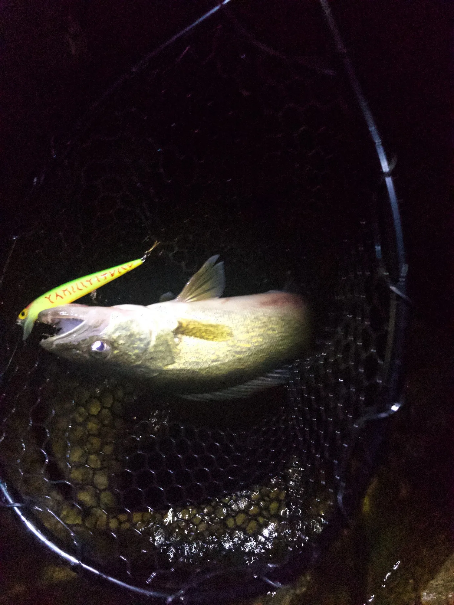 A fish in a landing net at night, the lure still in its mouth