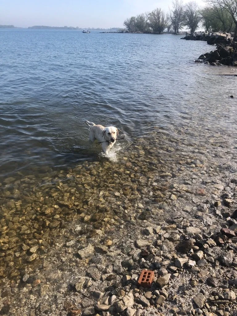 A yellow dog carrying a stick through clear shallow water
