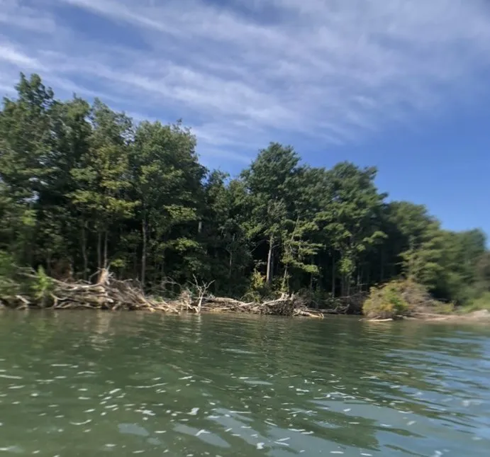 A wooded shoreline seen from a paddleboard at water level