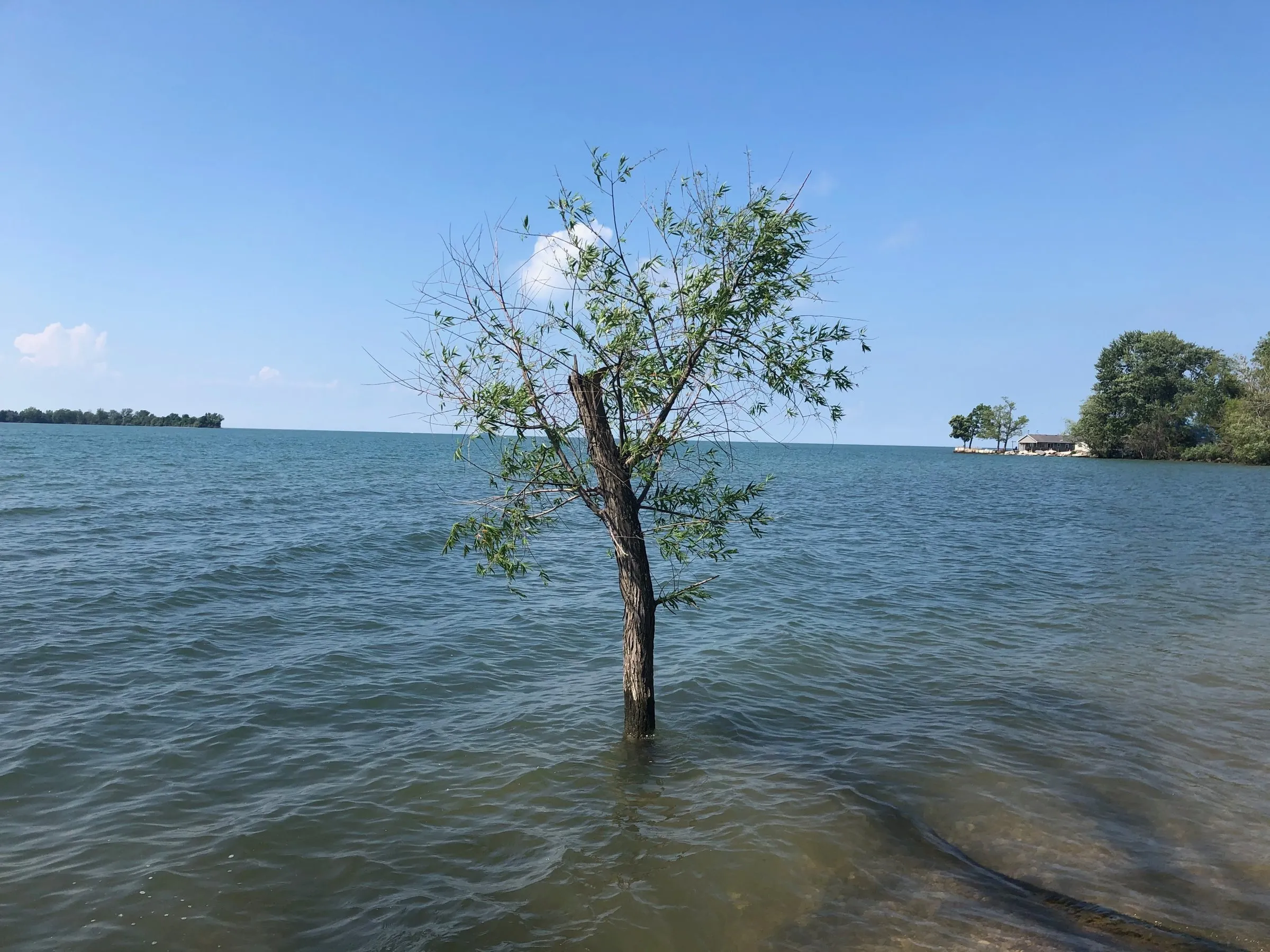 A tree standing alive in open water